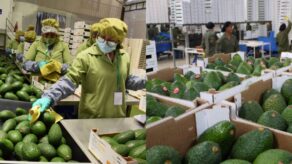 Exportaciones de palta peruana superan los US$290 millones en 2026.