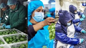 Midagri proyecta que Perú superará a Chile en exportación de frutas en 2028