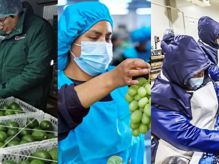 Midagri proyecta que Perú superará a Chile en exportación de frutas en 2028
