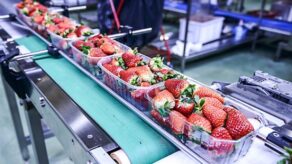 Perú Exportaciones de fresa congelada crecieron 17% y sumaron mas de 7,500 toneladas