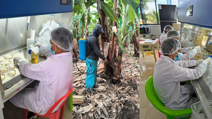 Piura impulsa producción de banano orgánico con bioinsumos contra el Fusarium