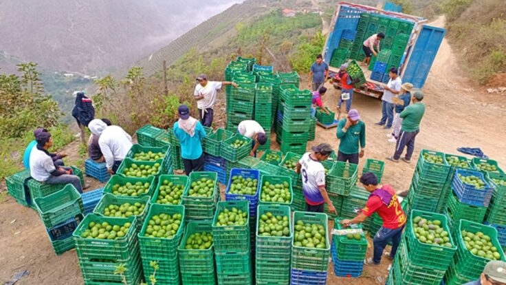 Producción de palta creció más de un 11% con cuatro regiones impulsando la producción