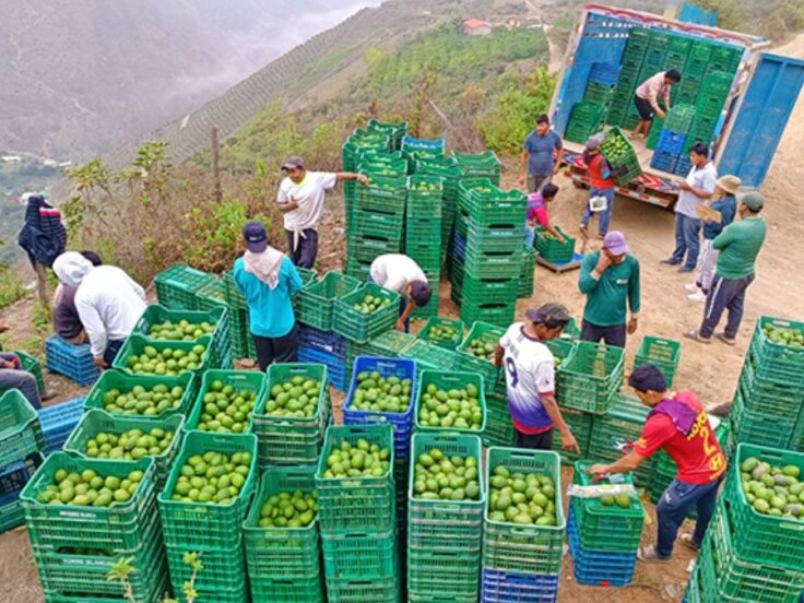 Producción de palta creció más de un 11% con cuatro regiones impulsando la producción