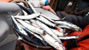 Produce amplía suspensión de pesca de anchoveta hasta junio