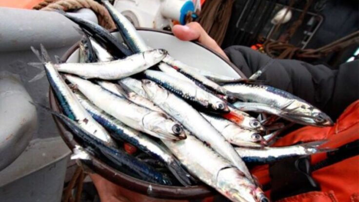 Produce amplía suspensión de pesca de anchoveta hasta junio