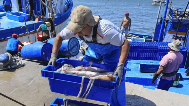 Produce eleva cuota de pota a más de 479,000 toneladas Sector ya extrajo el 96% del límite anterior