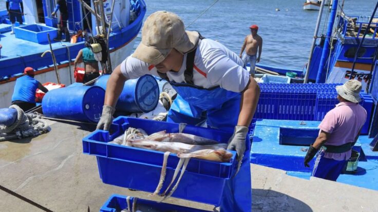 Produce eleva cuota de pota a más de 479,000 toneladas Sector ya extrajo el 96% del límite anterior