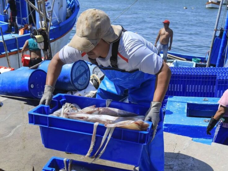 Produce eleva cuota de pota a más de 479,000 toneladas Sector ya extrajo el 96% del límite anterior