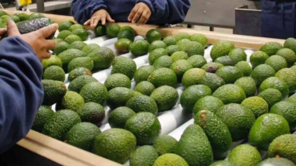 producción de paltas regiones