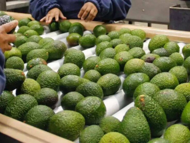 producción de paltas regiones