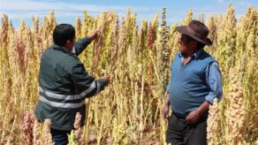 Exportaciones de quinua crecieron 19% sumando US$51 millones