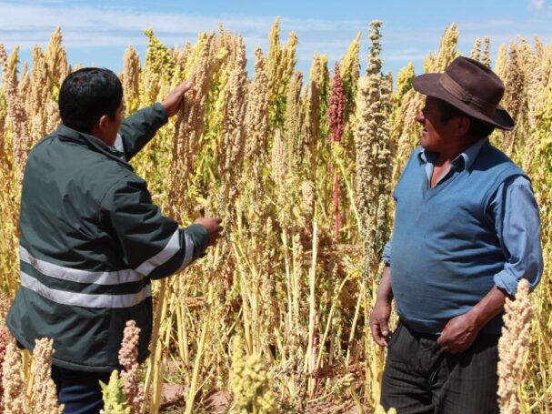 Exportaciones de quinua crecieron 19% sumando US$51 millones