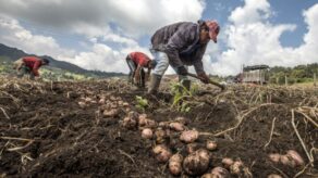 Gobierno aprueba reglamento para impulsar la industrialización de la papa peruana