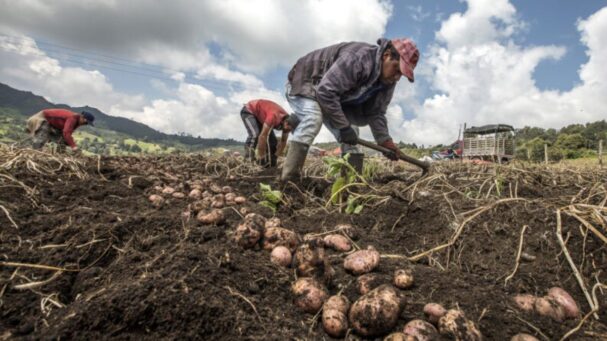 Gobierno aprueba reglamento para impulsar la industrialización de la papa peruana