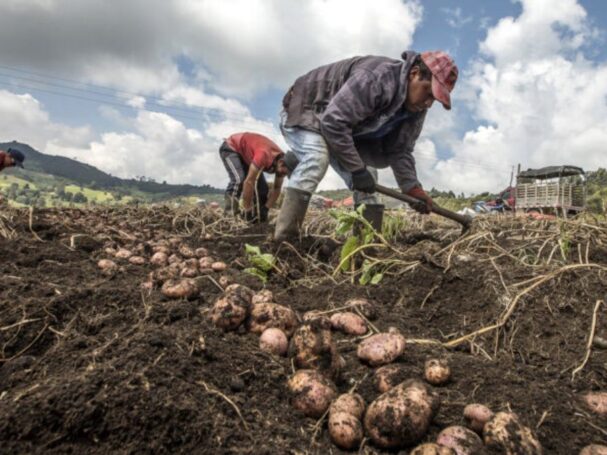 Gobierno aprueba reglamento para impulsar la industrialización de la papa peruana