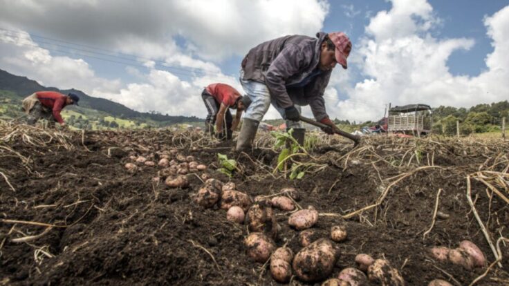 Gobierno aprueba reglamento para impulsar la industrialización de la papa peruana