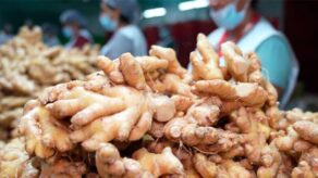 Jengibre peruano exporta 44,482 toneladas y llegando a 53 mercados