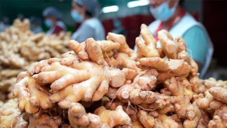 Jengibre peruano exporta 44,482 toneladas y llegando a 53 mercados