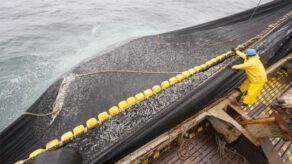 Produce suspende la pesca de anchoveta en la zona norte-centro