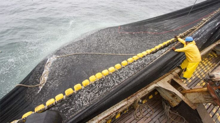 Produce suspende la pesca de anchoveta en la zona norte-centro