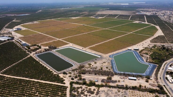Agro de Piura creció 13.2% impulsado por la producción de arroz