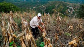 Conveagro alerta que producción de alimentos caería hasta 50% por El Niño