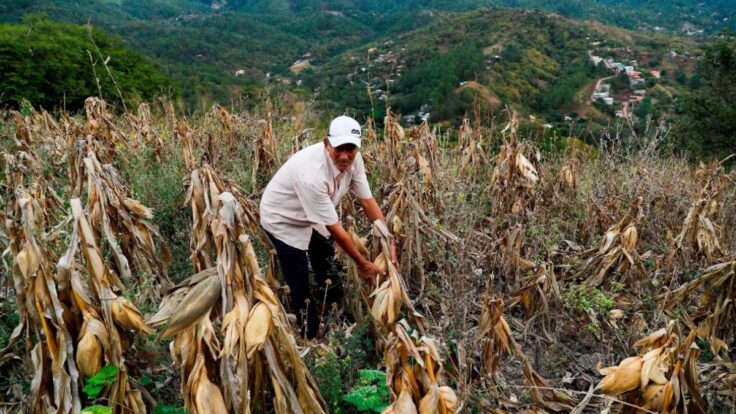 Conveagro alerta que producción de alimentos caería hasta 50% por El Niño