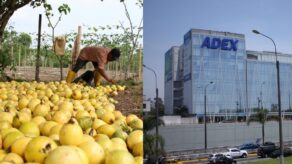 Exportaciones de maracuyá alcanzarían US$84 millones en 2026