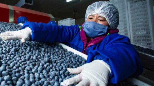 Las exportaciones de frutas y hortalizas crecieron 17.3% y superaron los US$2,400 millones