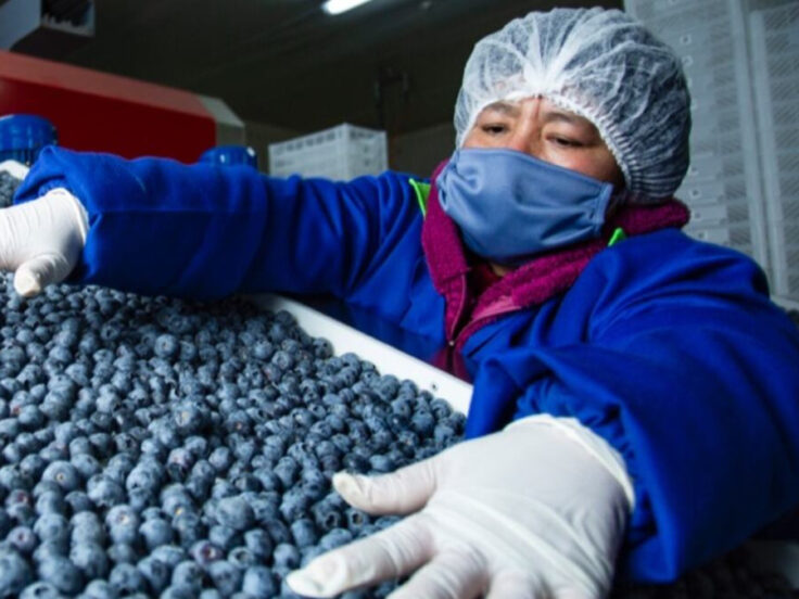 Las exportaciones de frutas y hortalizas crecieron 17.3% y superaron los US$2,400 millones