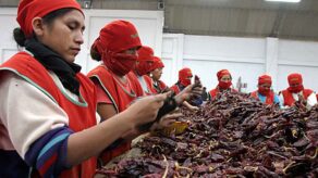 Perú se consolida como el segundo exportador de capsicum en la región