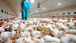 Senasa gripe aviar producción avícola