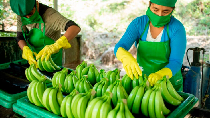 exportaciones agro orgánicas 2026
