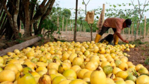 exportaciones de maracuya