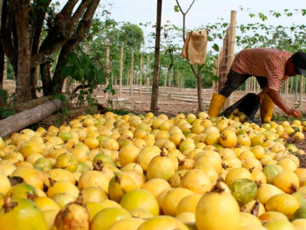 exportaciones de maracuya