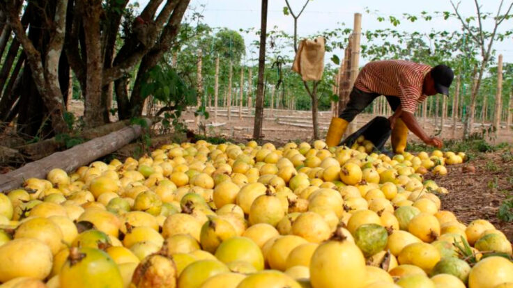 exportaciones de maracuya