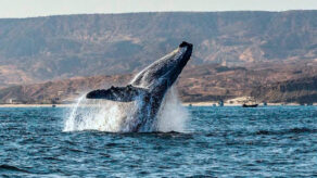 mincetur avistamiento de ballenas