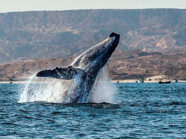 mincetur avistamiento de ballenas