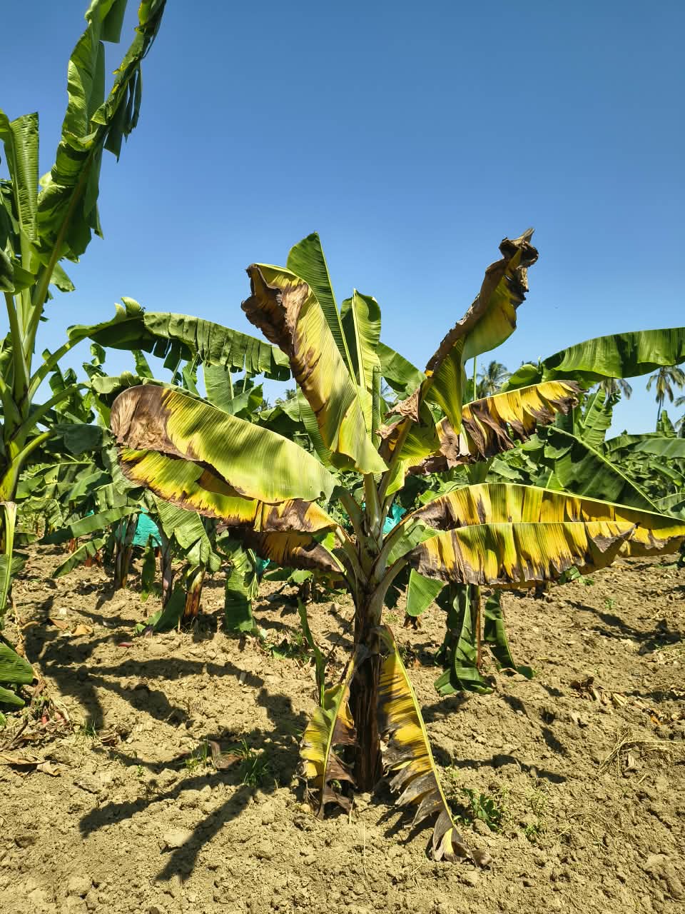 Banano con Fusarium