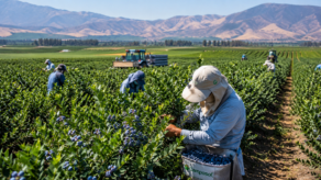 privilegio tributario a agroexportadoras