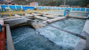 IPE AGUA PIERDEN