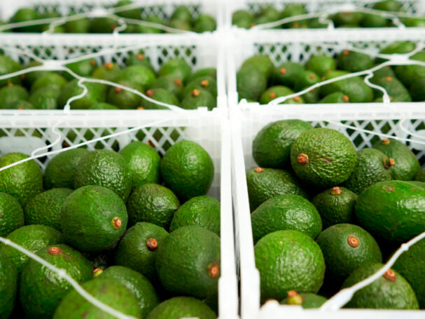 exportación palta hass