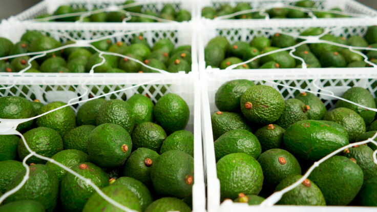 exportación palta hass