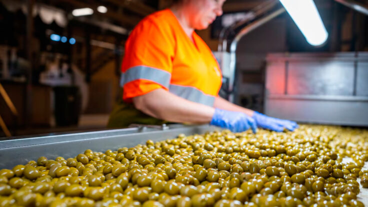 exportaciones de aceitunas midagri