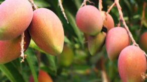 ADEX El Niño agroexportaciones