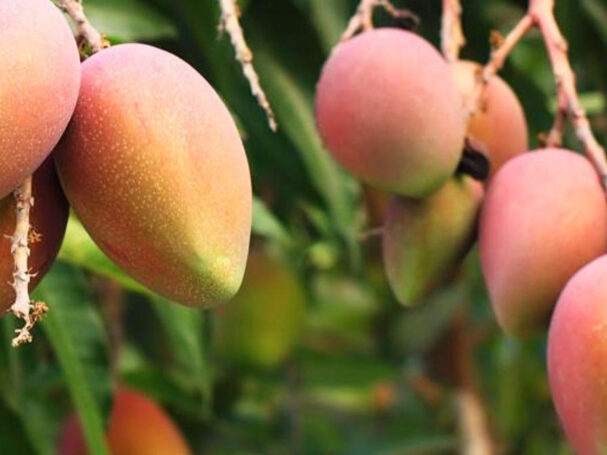 ADEX El Niño agroexportaciones