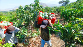 El Niño mango Kent floración