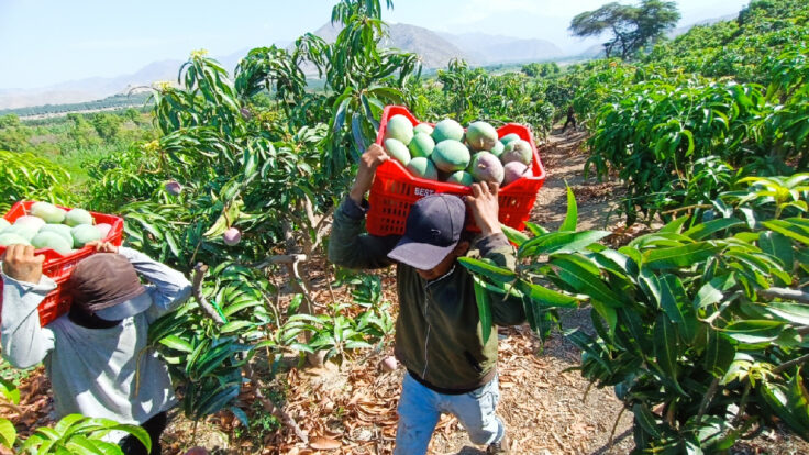 El Niño mango Kent floración