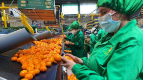 exportación frutas y hortalizas